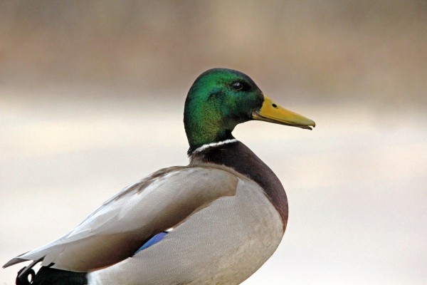Drake Mallard by Deb Oppermann